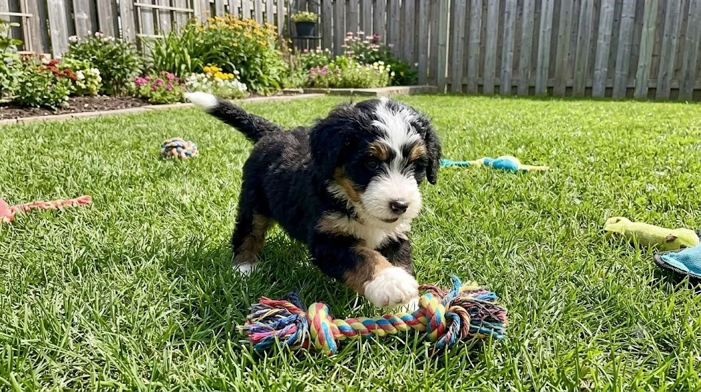 Mini Bernedoodle puppy playing in a backyard