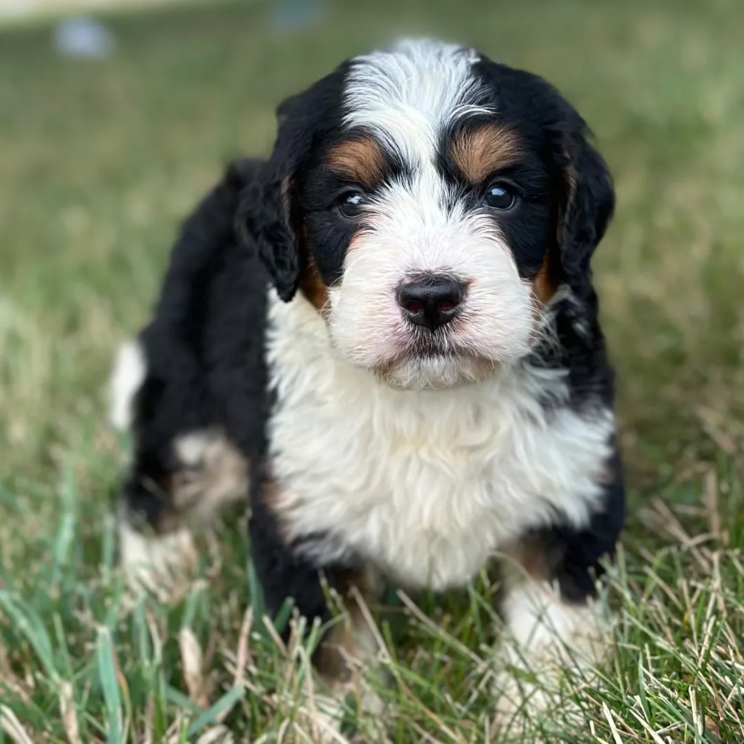 Mini Bernedoodle puppy available for reservation