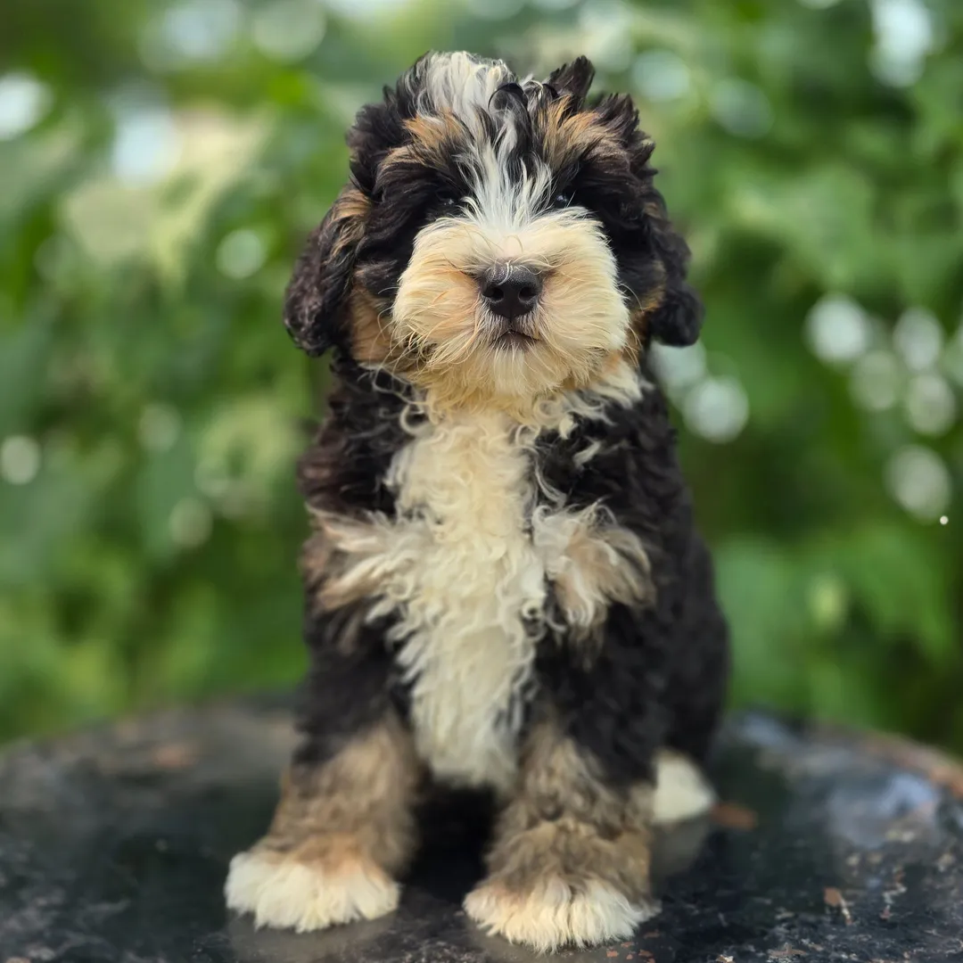 Toy Bernedoodle puppy available for reservation