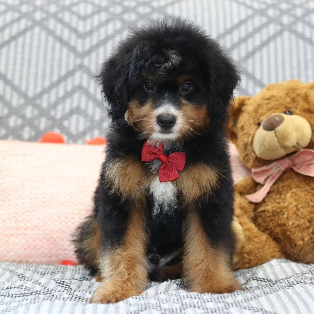 Mini Bernedoodle puppy available, phantom male