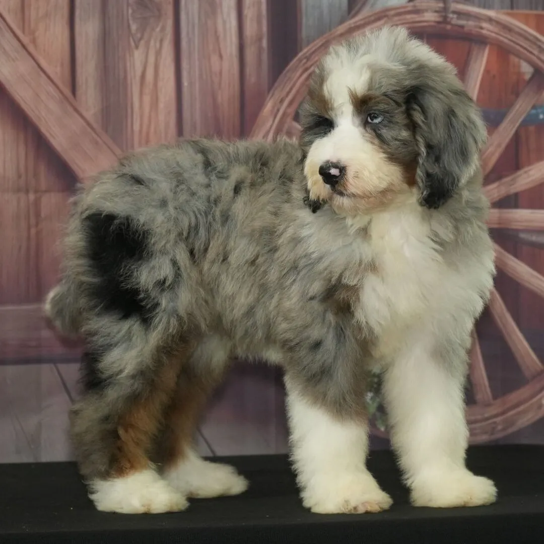 Standard Bernedoodle puppy, tri-color female, already reserved