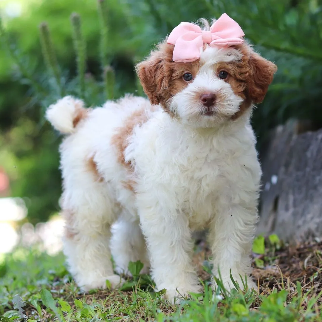 Hypoallergenic F1B Bernedoodle puppy portrait