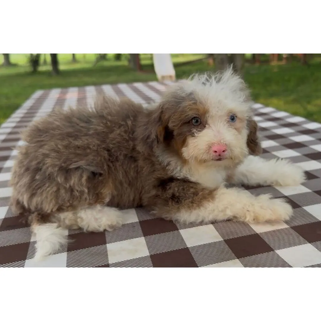 Micro Bernedoodle puppy available, cream female