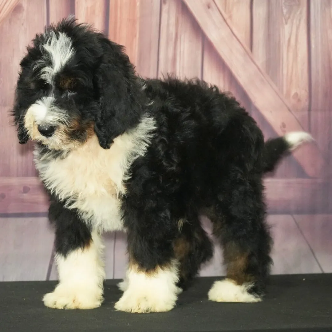 Standard Bernedoodle puppy with tri-color coat